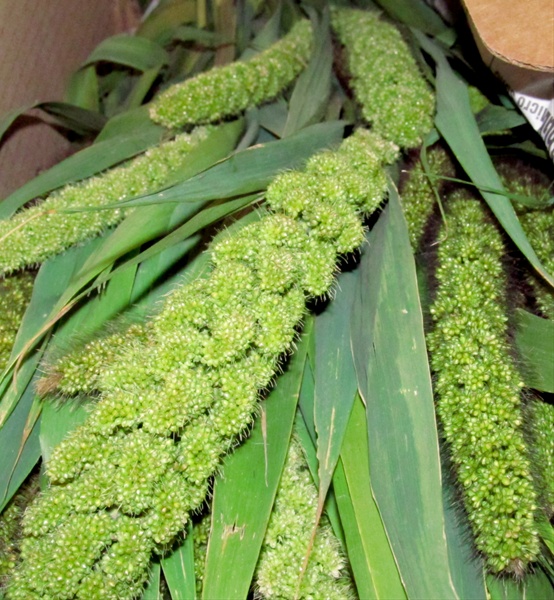 Millet Green Millet Flowers and Fillers Flowers by category